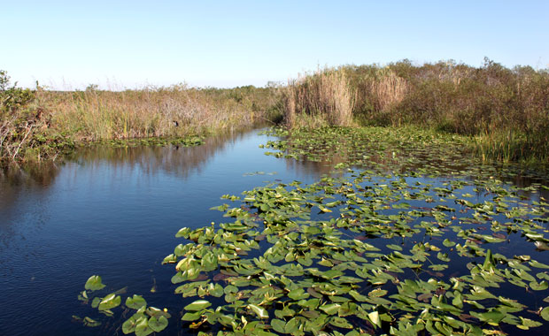 Week-end Autour de Miami : Les Everglades