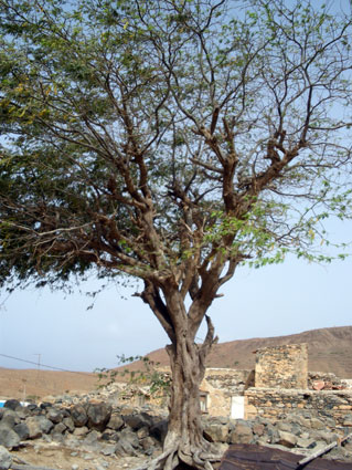 Boa Vista - Cap Vert - Pavoacao Vehla