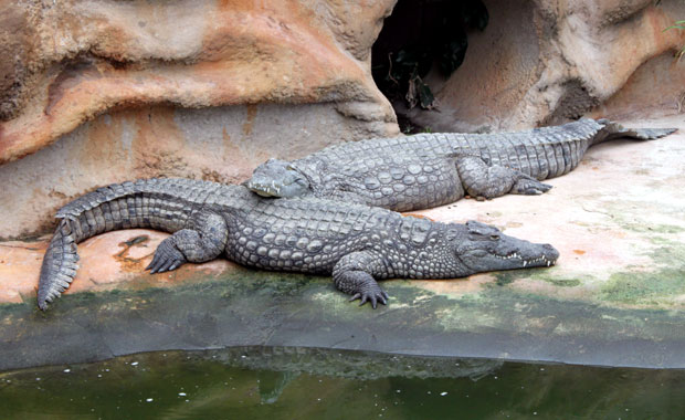 La ferme aux crocodile a Pierrelatte