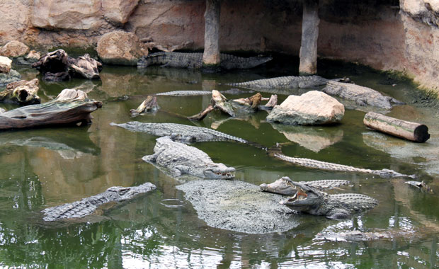 La ferme aux crocodile a Pierrelatte