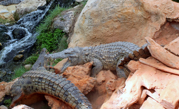 La ferme aux crocodile a Pierrelatte La ferme aux crocodile a Pierrelatte