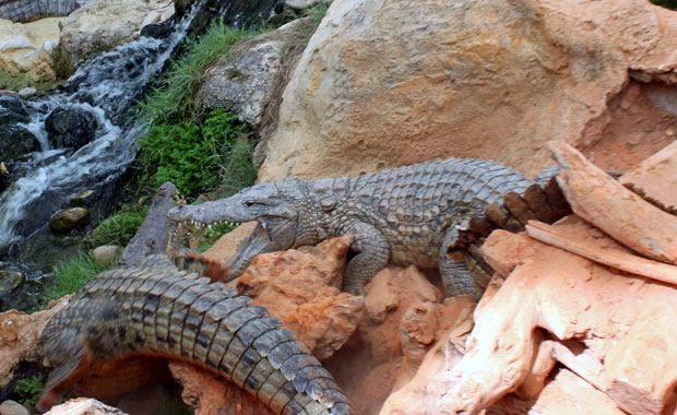 La ferme aux crocodile a Pierrelatte