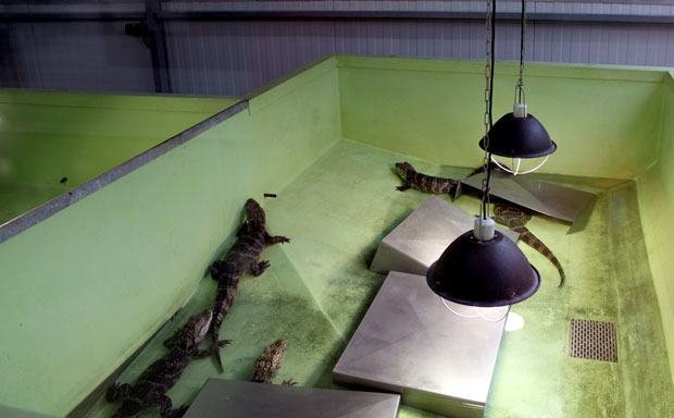 La ferme aux crocodile a Pierrelatte La ferme aux crocodile a Pierrelatte