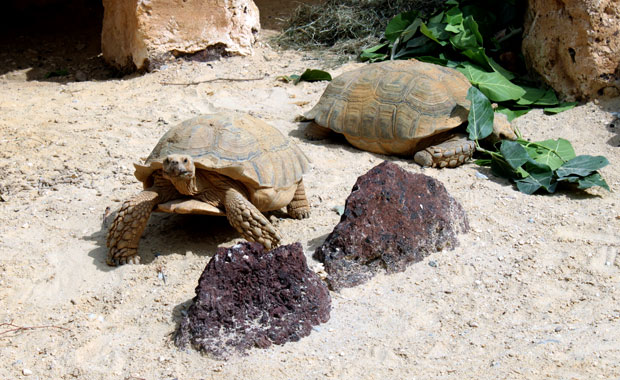 La ferme aux crocodile a Pierrelatte