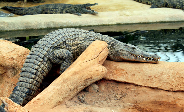 La ferme aux crocodile a Pierrelatte