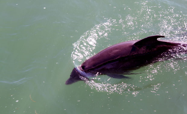 Fort Desoto