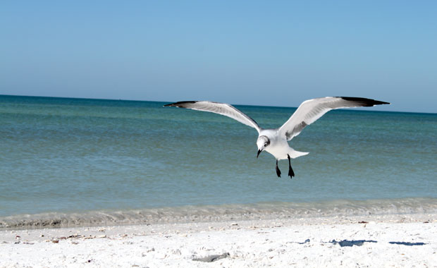 Honeymoon Island