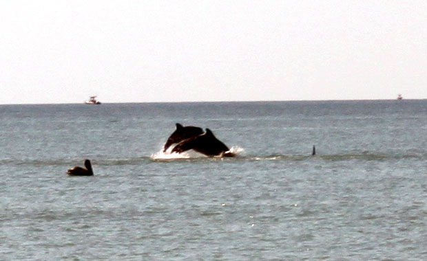 Honeymoon Island