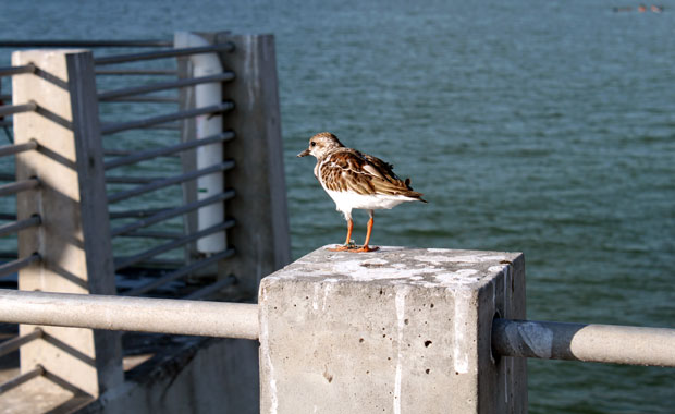 Pier Fort Desoto