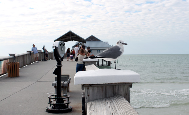 Pier 60 Clearwater Beach