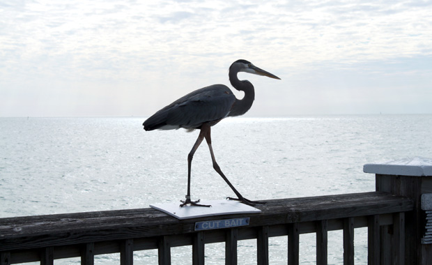 Pier 60 Clearwater Beach