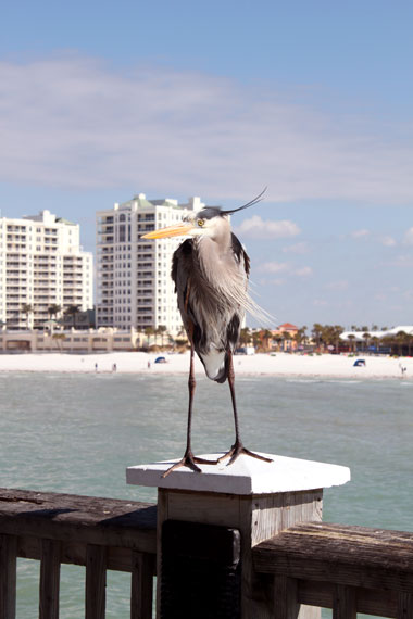 Balade à Clearwater Beach