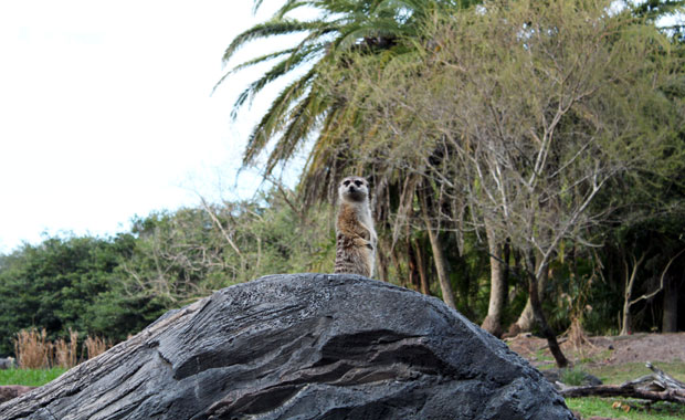 Disney Animal Kingdom - Section Afrique