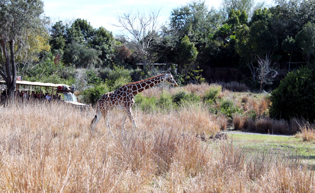 Disney Animal Kingdom - Section Afrique