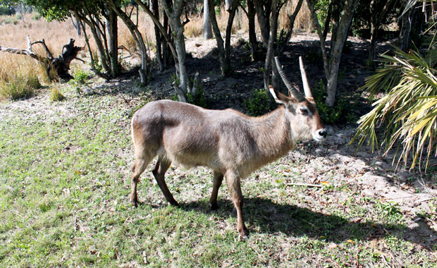 Disney Animal Kingdom - Section Afrique