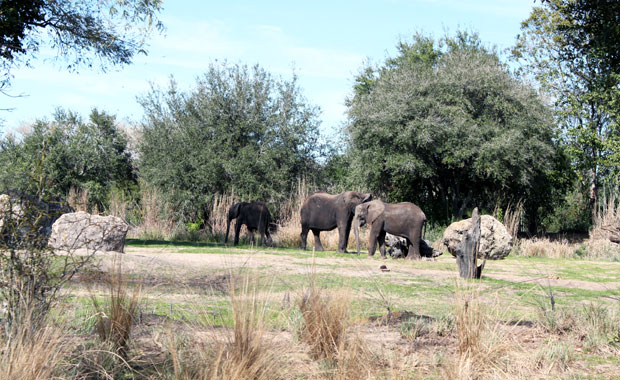 Disney Animal Kingdom - Section Afrique