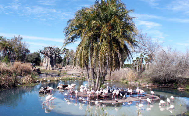 Disney Animal Kingdom - Section Afrique