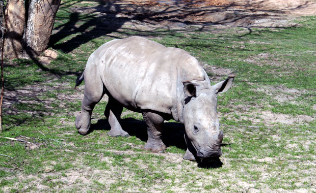 Disney Animal Kingdom - Section Afrique