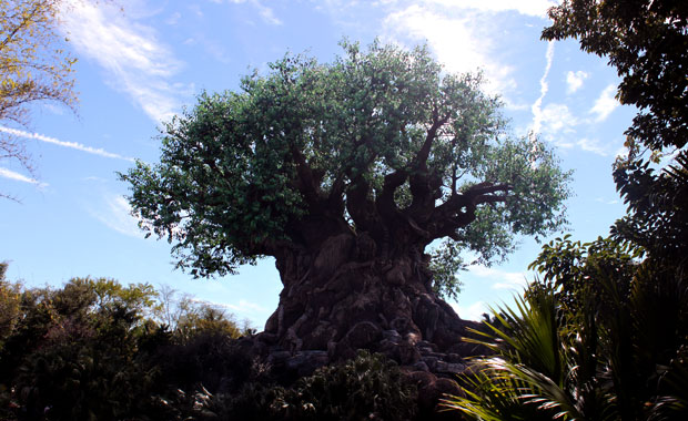 Disney Animal Kingdom