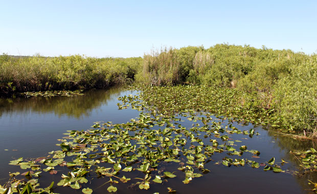Everglades - Entrée de Homestead