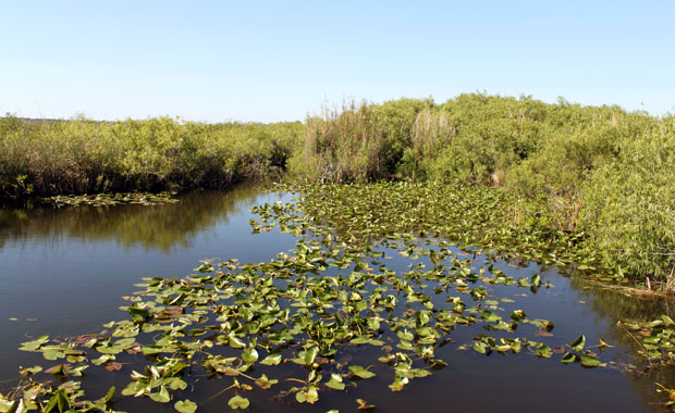 Everglades - Entree de Homestead Everglades - Entrée de Homestead