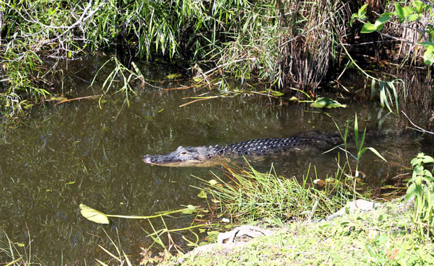 Everglades - Entrée de Homestead