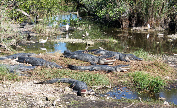 Everglades - Entree de Homestead Everglades - Entrée de Homestead