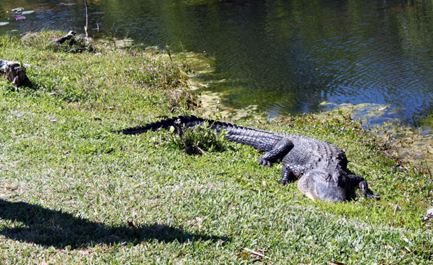 Everglades : Entrée Shark Valley