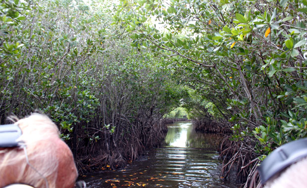 Airboat tour dans les Everglades