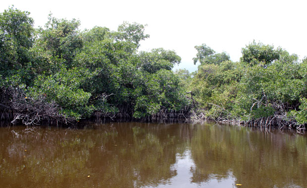 Airboat tour dans les Everglades