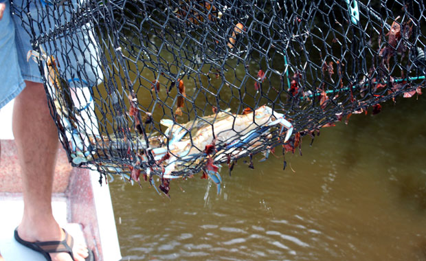 Airboat tour dans les Everglades