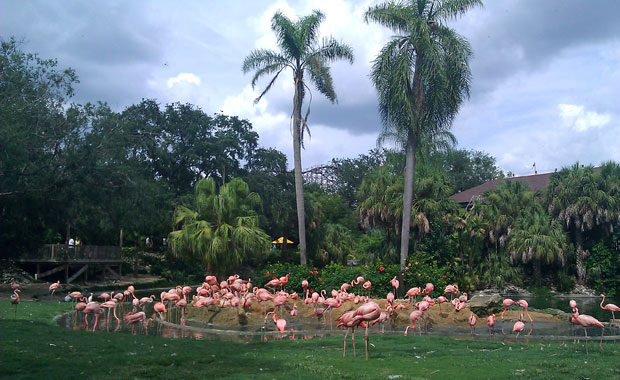 Premiers pas à Bush Gardens