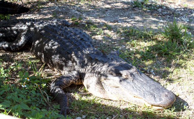 Bilan de mon année en Floride