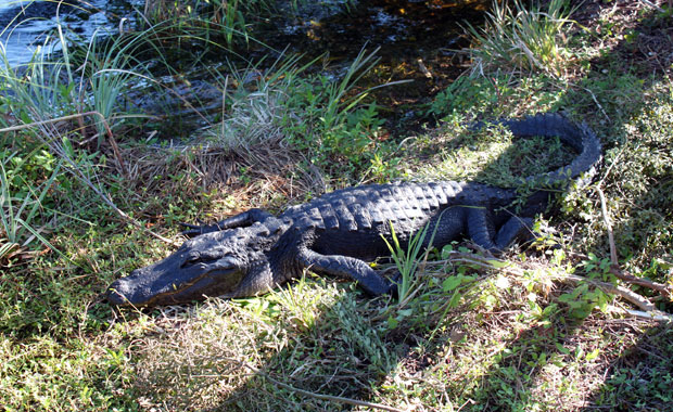 Week-end Autour de Miami : Les Everglades