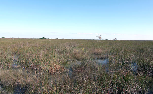 Week-end Autour de Miami : Les Everglades