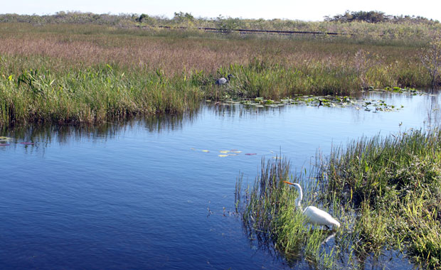 Week-end Autour de Miami : Les Everglades