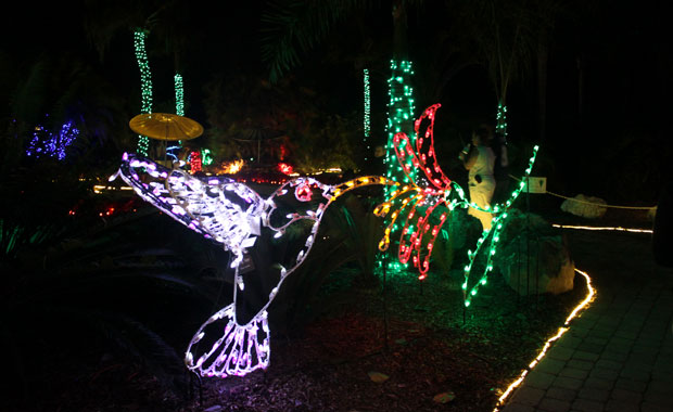 Le jardin botanique de Largo tout en lumière