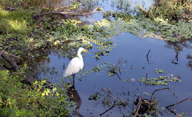 Fin d'après-midi à Sawgrass Lake Park