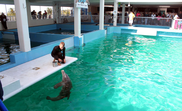 Visite du Clearwater Marine Aquarium et de Winter le Dauphin