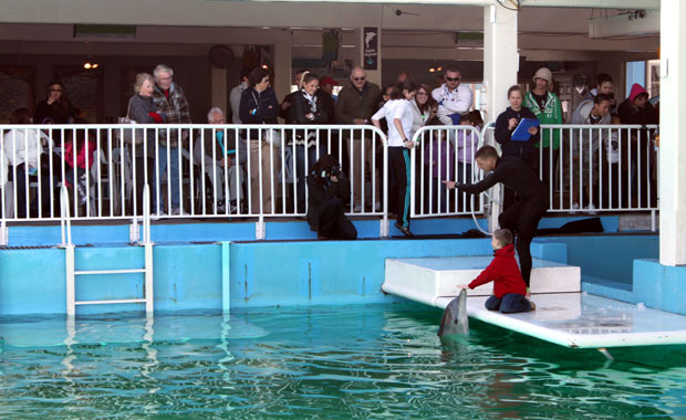 Visite du Clearwater Marine Aquarium et de Winter le Dauphin