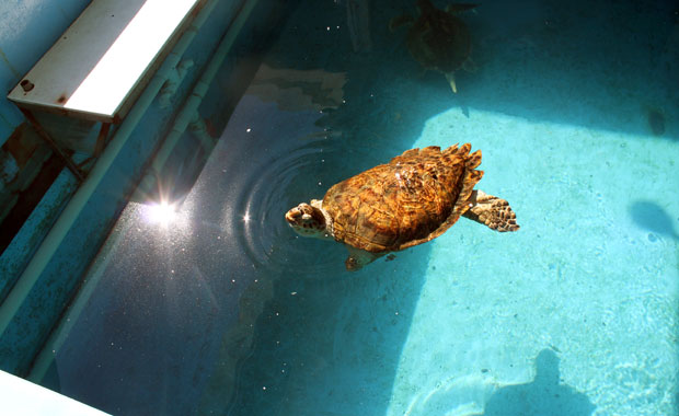 Visite du Clearwater Marine Aquarium et de Winter le Dauphin