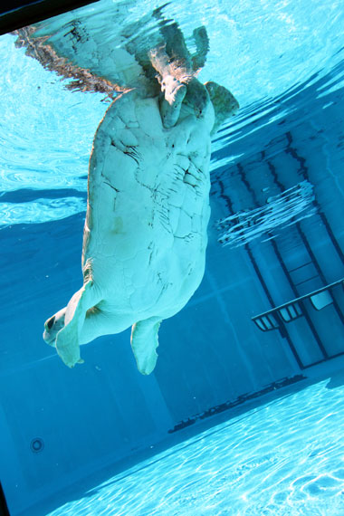 Visite du Clearwater Marine Aquarium et de Winter le Dauphin Visite du Clearwater Marine Aquarium et de Winter le Dauphin