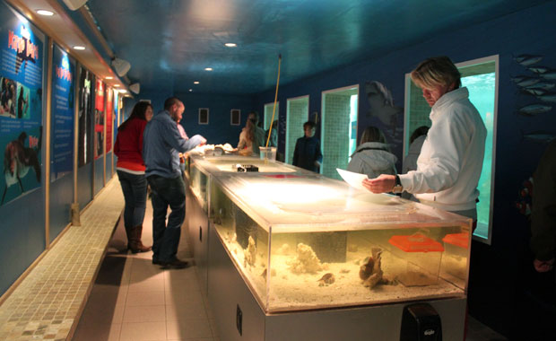 Visite du Clearwater Marine Aquarium et de Winter le Dauphin