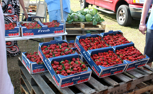 Florida Strawberry Festival