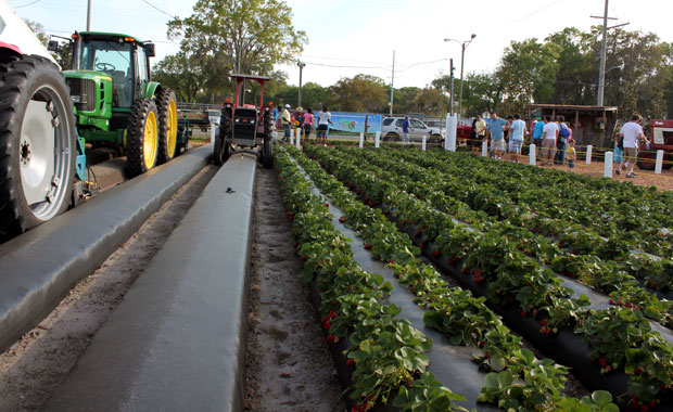 Florida Strawberry Festival