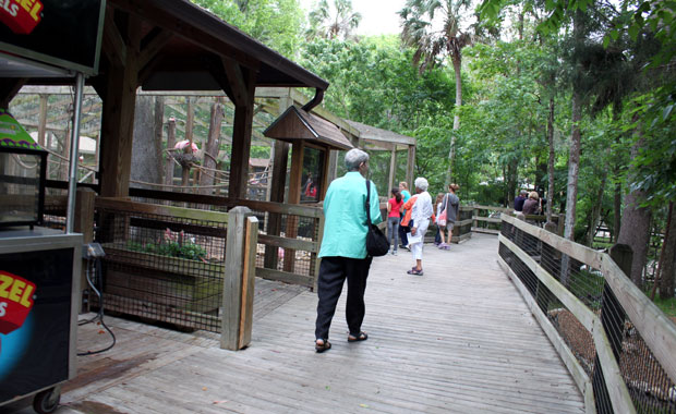 Manatee a Homosassa Springs