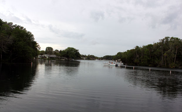 Manatee a Homosassa Springs