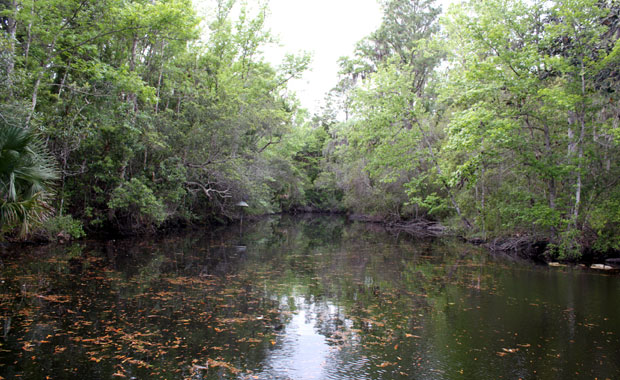 Manatee a Homosassa Springs