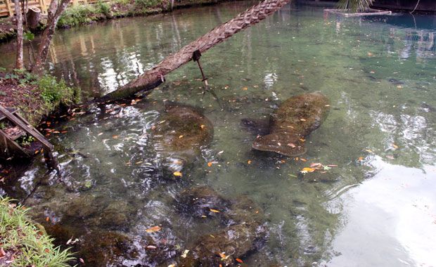 Manatee a Homosassa Springs