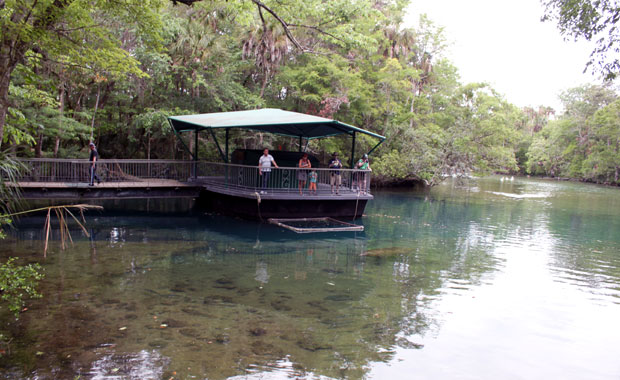 Manatee a Homosassa Springs